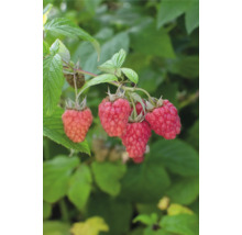 Nahaufnahme von Himbeeren an einem Strauch.