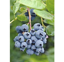 Blaubeeren am Strauch mit Blättern