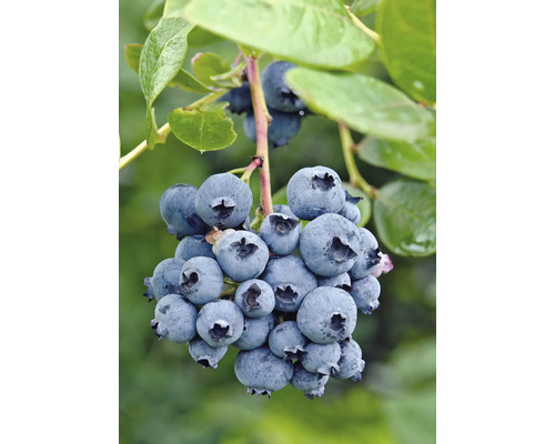 Bio Heidelbeere Vaccinium Corymbosum ‚Reka‘ T 13 cm Blaubeeren am Strauch mit Blättern