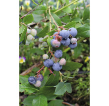 Blaubeeren wachsen an einem Strauch