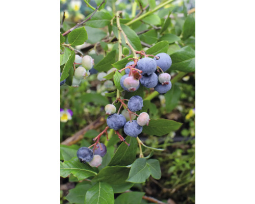 Bio Heidelbeere Vaccinium Corymbosum ‚Little Blue Wonder‘ T 13 cm Blaubeeren wachsen an einem Strauch