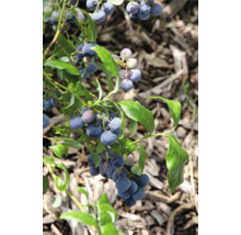 Nahaufnahme eines Blaubeerstrauchs mit reifen Blaubeeren