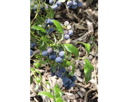 Bio Heidelbeere Vaccinium Corymbosum ‚Blue Dessert’® T 13 cm Nahaufnahme eines Blaubeerstrauchs mit reifen Blaubeeren