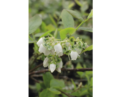 Nahaufnahme von Heidelbeerblüten an einem Strauch