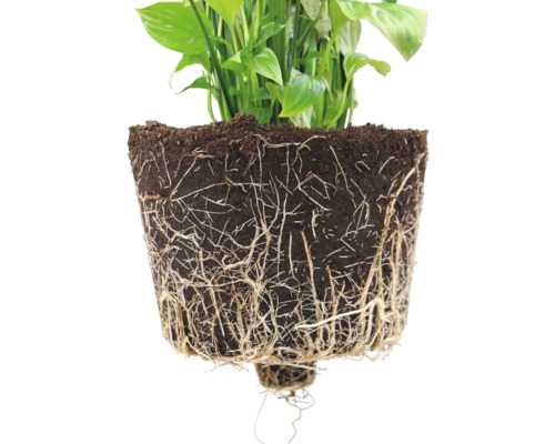 Friedenslilie Pflanze mit freigelegten Wurzeln in Erde.