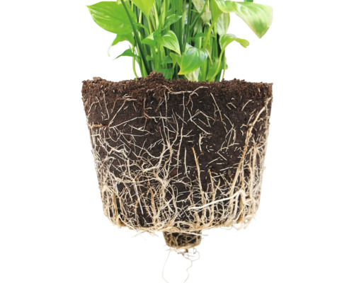 Friedenslilie mit freigelegten Wurzeln und Erde.