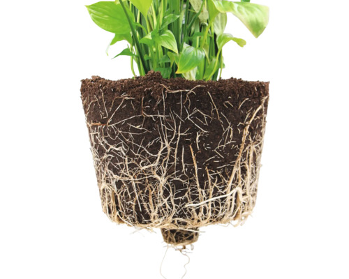 Nahaufnahme einer Zimmerpflanze mit freigelegten Wurzeln in Erde