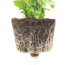 Friedenslilie Pflanze mit freiliegenden Wurzeln und Erde