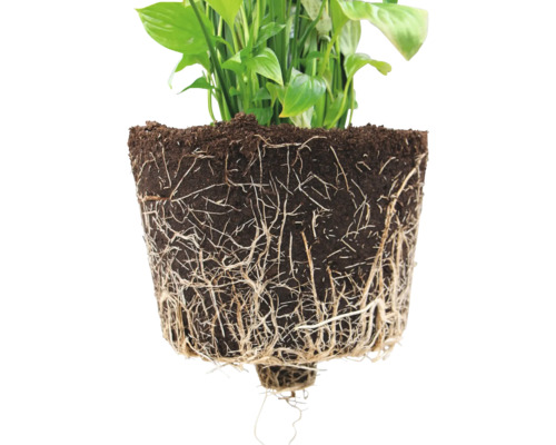 Nahaufnahme einer Zimmerpflanze mit Wurzelballen und Erde
