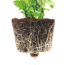 Nahaufnahme einer Pflanze mit freiliegenden Wurzeln und Erde