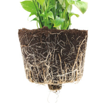 Pflanze mit Wurzelballen und Erde