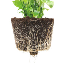 Spathiphyllum Pflanze mit Erde und Wurzeln