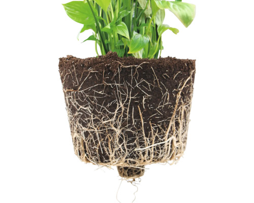 Spathiphyllum Pflanze mit Erde und Wurzeln