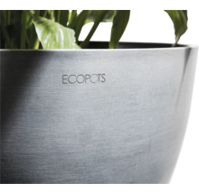 Ecopots Pflanzgefäß mit Pflanze