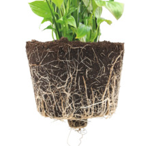 Friedenslilie mit freigelegten Wurzeln und Blumenerde