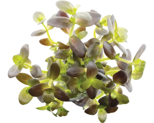 Salzmanns Fettblatt - Bacopa salzmannii 'Purple'