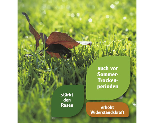 Grüner Rasen wird gestärkt und ist widerstandsfähig gegen Sommertrockenheit