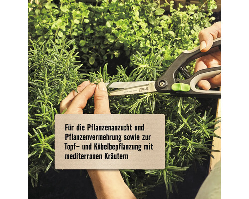 Gartenschere schneidet Kräuter für die Pflanzenanzucht und Pflanzenvermehrung.