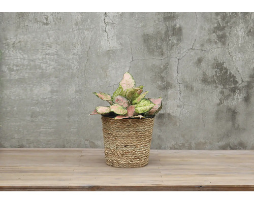 Aglaonema Zimmerpflanze in geflochtenem Korb