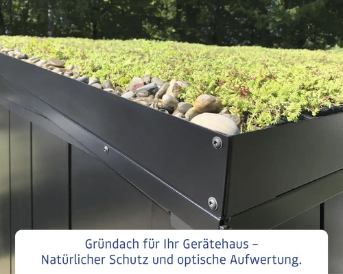 Detailansicht eines Gerätehaus-Gründachs mit Sedum Pflanzen und Kies