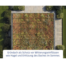 Ansicht von oben auf ein Gründach mit Vegetation in quadratischen Feldern
