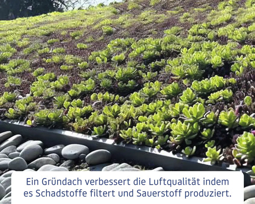 Begrüntes Dach mit Pflanzen und Steinen zur Verbesserung der Luftqualität