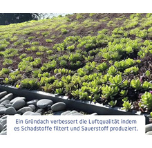 Ansicht eines Gründachs mit Bepflanzung und Steinen