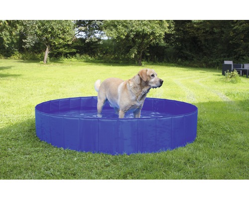 Hund steht in einem blauen Hunde Pool im Garten.