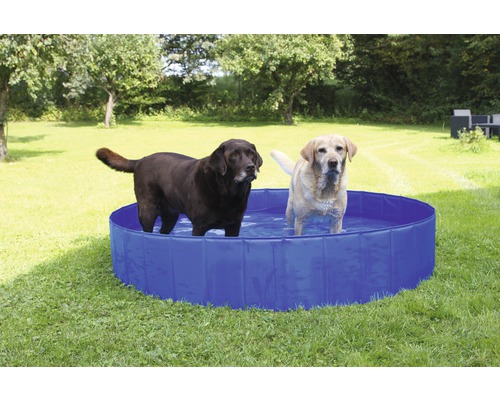 Zwei Hunde stehen in einem blauen Hundebecken im Garten.