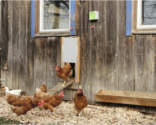 Hühnerstall mit automatischer Hühnerklappe und Hühnern