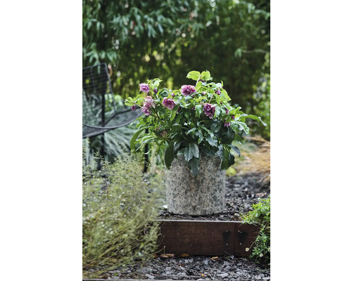 Helleborus im Topf auf einer Gartentreppe