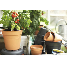 Szene mit Tomatenpflanze im Topf und verschiedenen Pflanzgefäßen