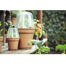 Szene mit Pflanztöpfen und transparenten Anzuchthauben auf einem Holzboden im Garten.