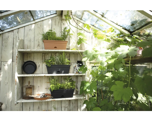 Gewächshausinnenraum mit Regalen und bepflanzten Pflanzkästen