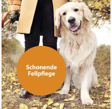 Hund mit gepflegtem Fell im Freien