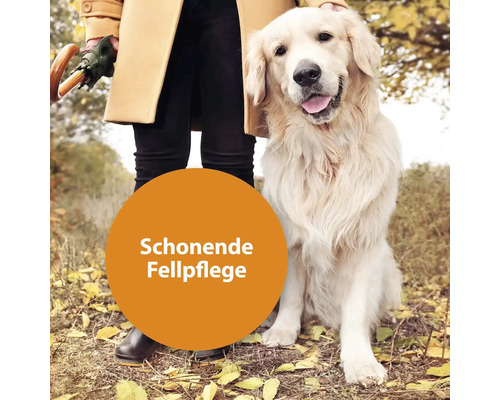 Hund mit gepflegtem Fell im Freien