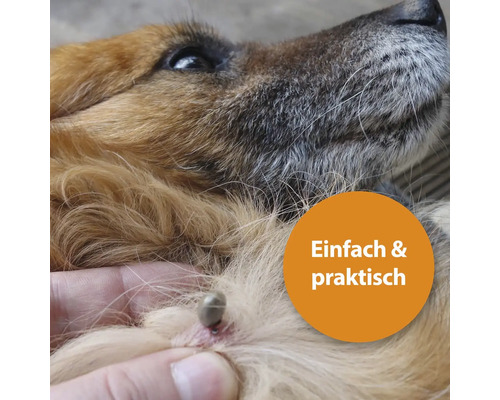 Zecke auf Hundehaut mit Hinweis Einfach und praktisch