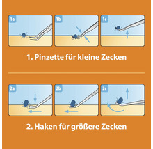 Illustration der Zeckenentfernung mit Pinzette für kleine Zecken und Haken für größere Zecken