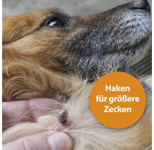 Zecke auf der Haut eines Hundes