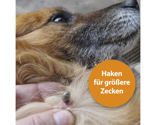 Zecke auf der Haut eines Hundes