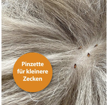 Zecken im Fell eines Tieres