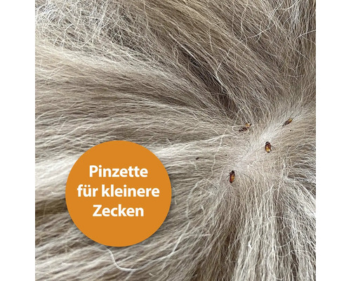 Zecken im Fell eines Tieres