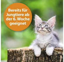 Junge Katze ab der sechsten Woche geeignet