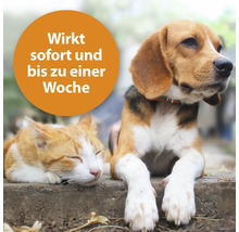 Katze schläft neben Hund, Textfeld mit Aufschrift: Wirkt sofort und bis zu einer Woche.