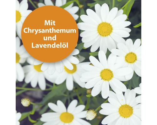 Nahaufnahme von Margeritenblüten mit Chrysanthemen- und Lavendelöl