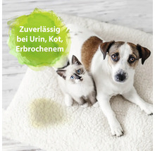 Hund und Katze auf Teppich mit Urinfleck