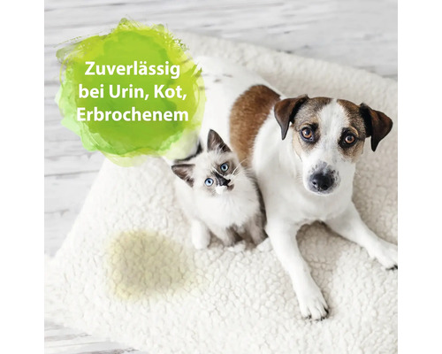 Hund und Katze auf Teppich mit Urinfleck