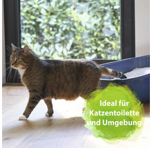 Katze geht in eine Katzentoilette mit Katzenstreu