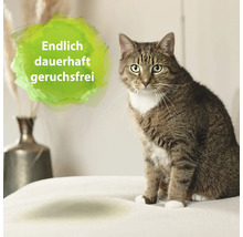 Eine getigerte Katze sitzt auf einer Decke. Im Hintergrund steht eine Vase mit Pflanzen. Ein grüner Farbklecks mit dem Text ''Endlich dauerhaft geruchsfrei'' ist zu sehen.