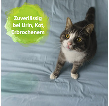 Graue Katze auf Unterlage mit Text: Zuverlässig bei Urin, Kot, Erbrochenem